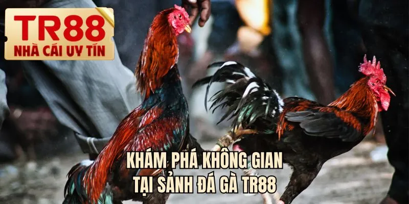 Khám phá không gian tại sảnh đá gà TR88